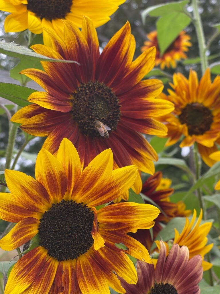 A bee on a sunflower on the grounds of the Madonna Inn in San Luis Obispo, CA